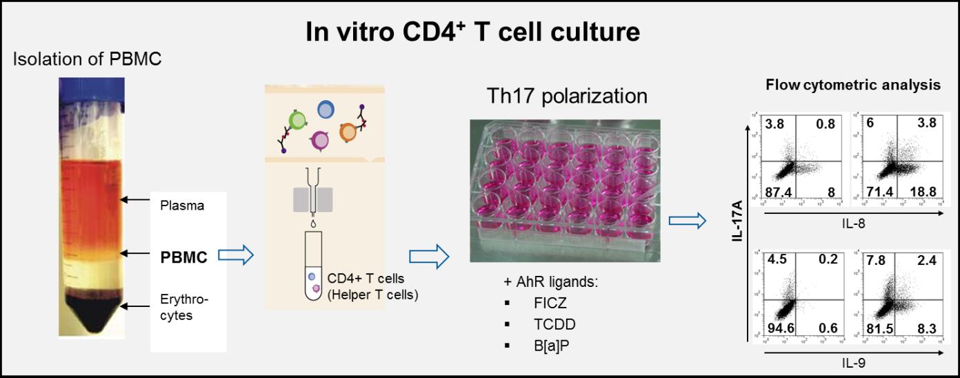 Th17 T-Zellen und Umweltchemikalien